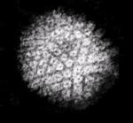 Virusul Herpes simplex