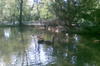Lebede negre