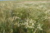 Agricultura ecologica