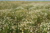 Agricultura ecologica