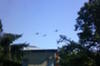 Avioane