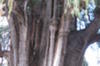 Arbol del Tule