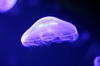 Aurelia aurita, meduza