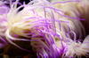 Anemonia Viridis, Anemona