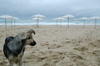 Plaja in Bulgaria