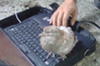 Porumbelul curios