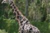 Girafe libere, 10 oct 2009