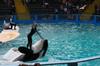 Balena uciga���� Lolita. Uciga����? 16 oct 2009