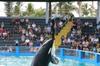 Balena uciga���� Lolita. 16 oct 2009