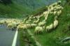 Transfagarasan (3)