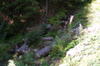 In excursie in Muntii Maramuresului (3)