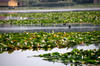 Lacul Snagov