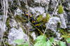 Salamandra la plimbare
