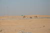 Prin desert (2)