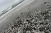 Marea Neagra - noiembrie 2009 (2)