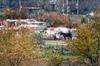 Vacaresti 14.11.2009 (2)