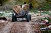 Vacaresti 14.11.2009 (3)
