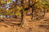 Toamna in Apuseni