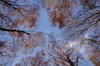 November