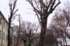 Ciuntirea arborilor