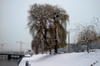 Somesul la Cluj (2)