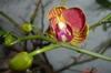 Orhidee de februarie!