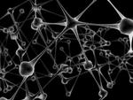 Contacte neuronale