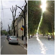 Toaletarea de primavara, moartea copacilor din Capitala
