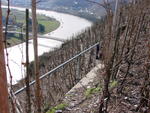 Plantatie de riesling in zona Mosel-Saar-Ruwer