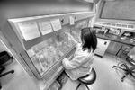 laborator