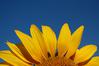 soare