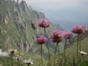 Florile Bucegilor