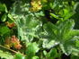 Florile Bucegilor (3)