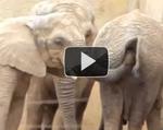 Un elefant constipat