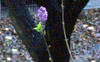 Liliac imflorit in 10 decembrie 2010