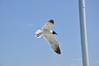 I believe I can fly...