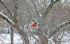 Cardinalis cardinalis