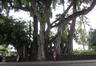 banyan