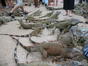 Iguane cate doriti...