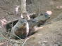 puisori de marmota