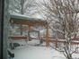 Cod portocaliu