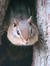mr. chipmunk