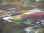 migration (1)