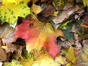 CUlorile toamnei - 2 noiembrie 2011 (3)