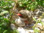 cuib in scoici
