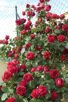 famousroses_eric_tabarly150