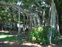 Banyan Tree