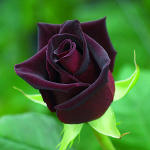 famousroses_black-baccara