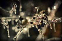Fotogalerie: Freezing Rain 