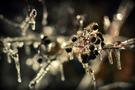 Fotogalerie: Freezing Rain 